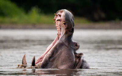 Bioxenofobia o la idea de territorios puros